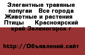 Элегантные травяные попугаи - Все города Животные и растения » Птицы   . Красноярский край,Зеленогорск г.